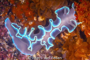 Blue variant of a Frilled Nudibranch- poetry in motion by Peet J Van Eeden 